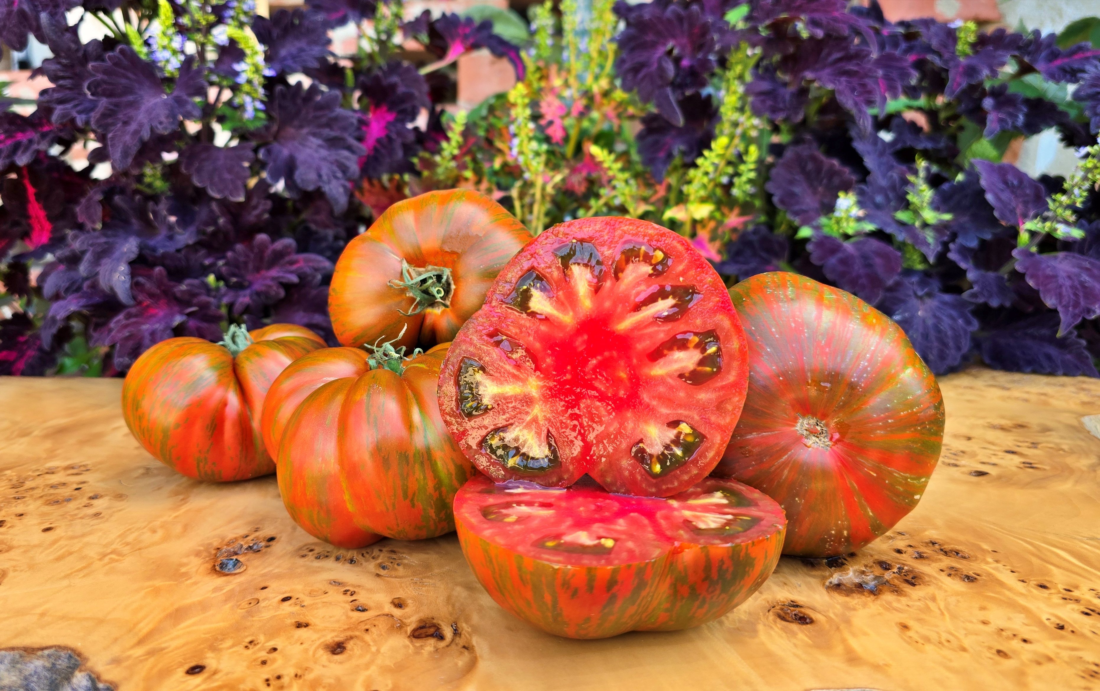Bill Yoder Tomato Music Collection: SHAKE THE DISEASE Tomato